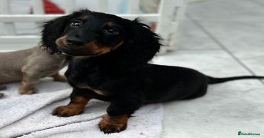 Dachshund dogs - Advert 5