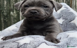 Staffordshire Bull Terrier dogs for sale: **Ready To Leave**KC Blues Champ Blood in Coventry - Image 36