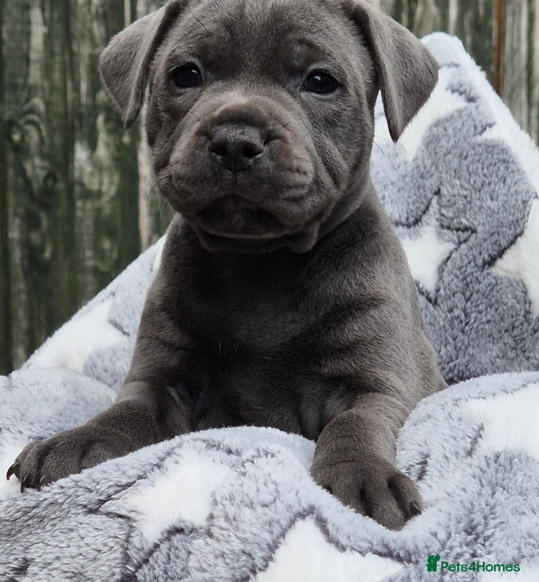 Staffordshire Bull Terrier dogs for sale: **Ready To Leave**KC Blues Champ Blood in Coventry - Image 36