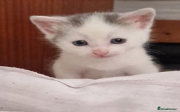 Domestic Shorthair cats for sale: 4 beautiful kittens, ready to go 2nd September  - Image 4