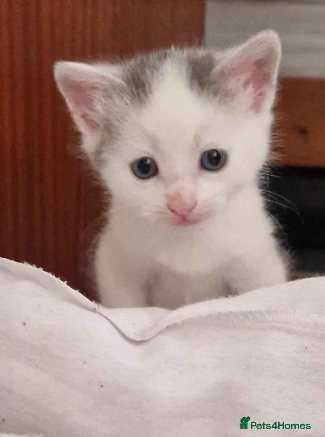 Domestic Shorthair cats for sale: 4 beautiful kittens, ready to go 2nd September  - Image 4