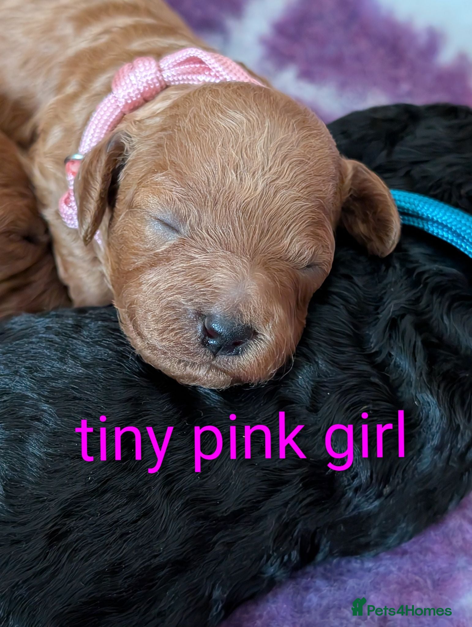 Miniature Poodle dogs Beautiful puppies  - Advert 4