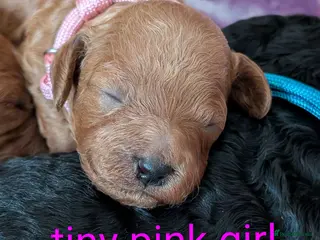 Miniature Poodle dogs Beautiful puppies - Advert 8