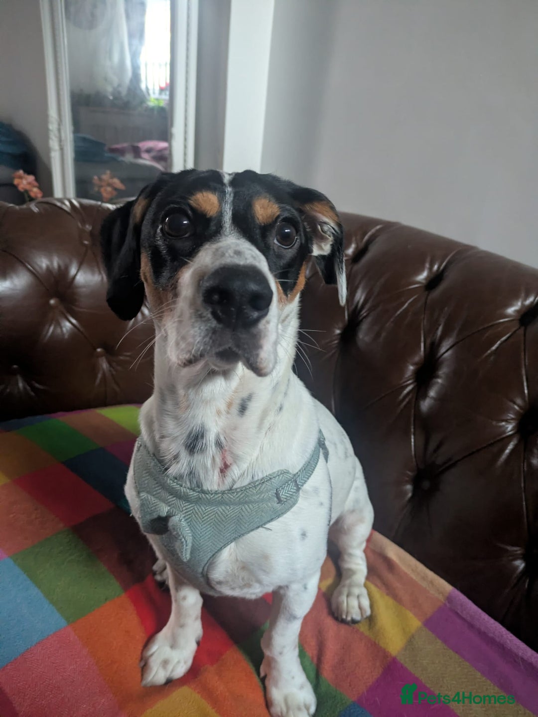 Mixed Breed dogs for adoption: 💙Max-10-month-old Jack Russell cross💙 - Advert 5