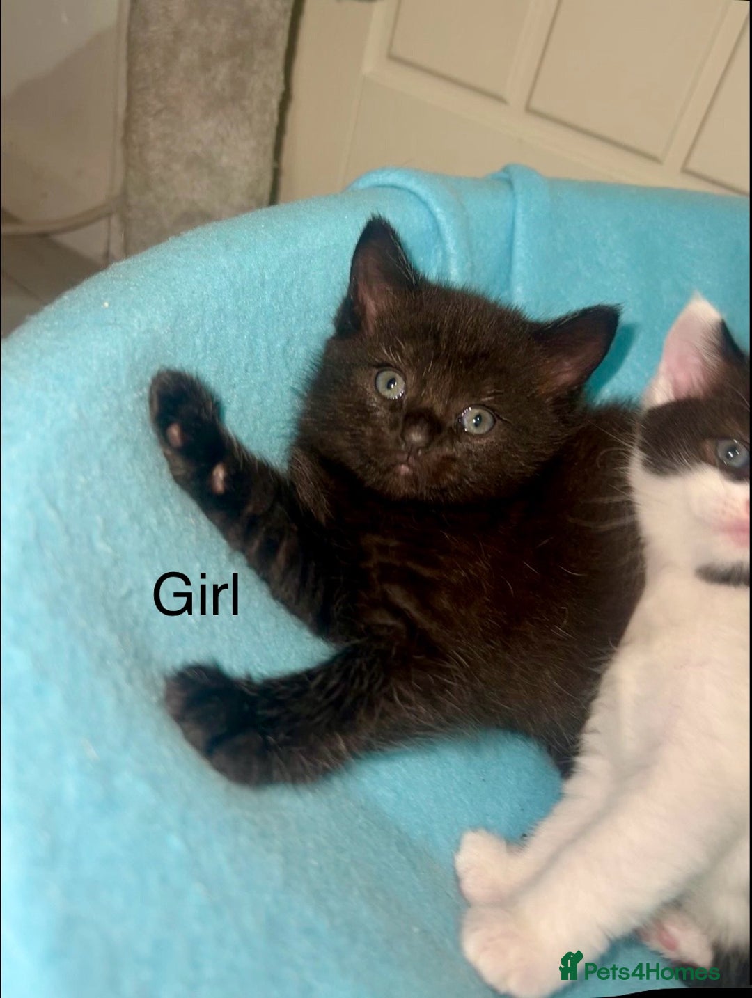 Ragdoll cats for sale: (2 GIRLS LEFT) 3 BiColour Ragdoll Ready in 3Weeks - Image 2