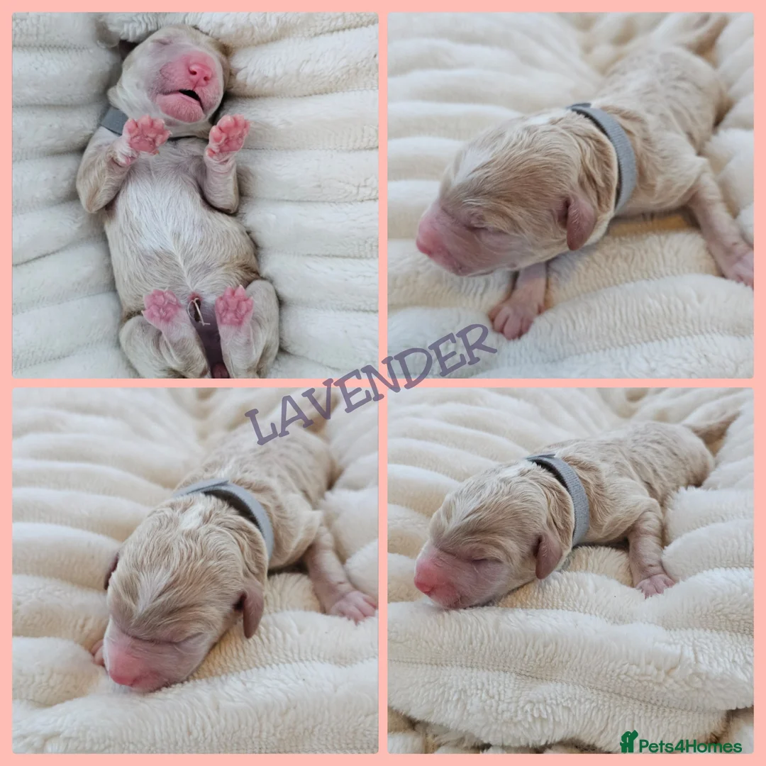 Australian Labradoodle dogs for sale: STUNNING LITTER OF AUSTRALIAN LABRADOODLES  - Advert 21