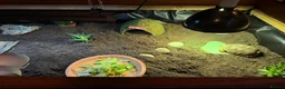 Tortoise reptiles for sale: Tortoise or other animal house in Shifnal - Advert 3