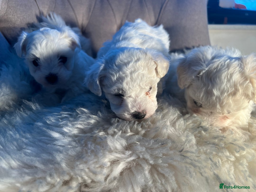 Mixed Breed dogs for sale: Bichon Maltese puppies!!! 3 girls and 1 boy!!! - Image 8