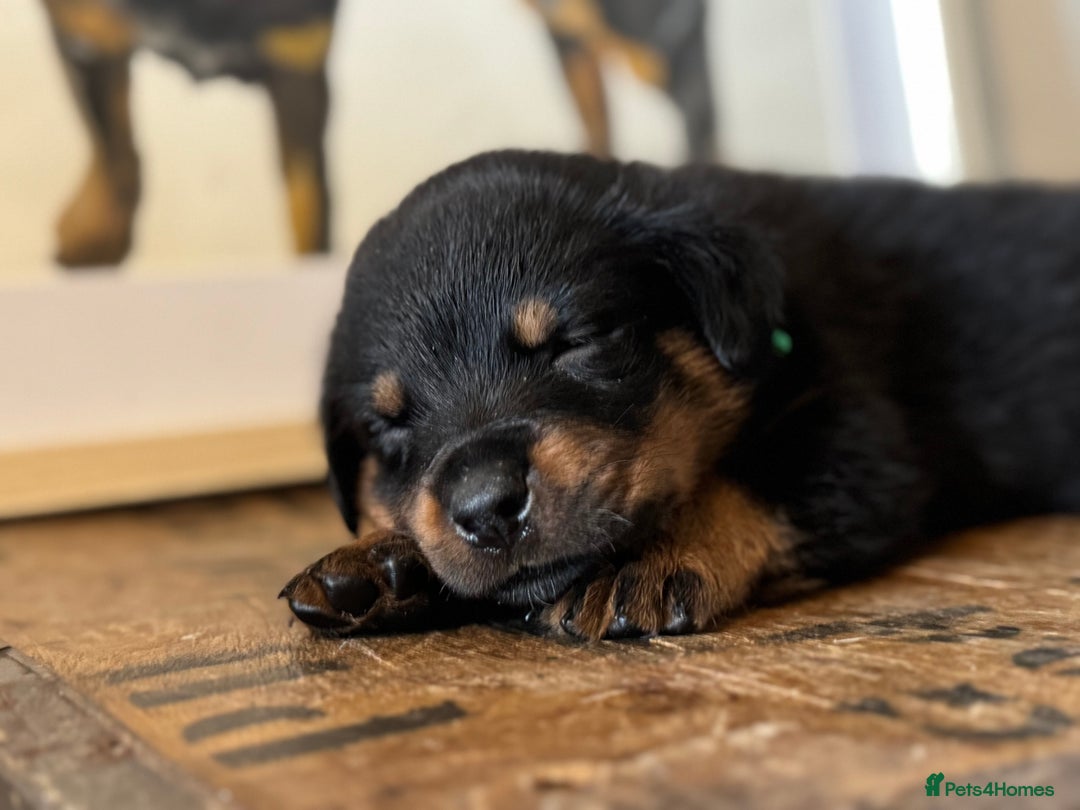 Rottweiler dogs for sale: LAST PUPS REMAINING. READY TO LEAVE  - Image 14