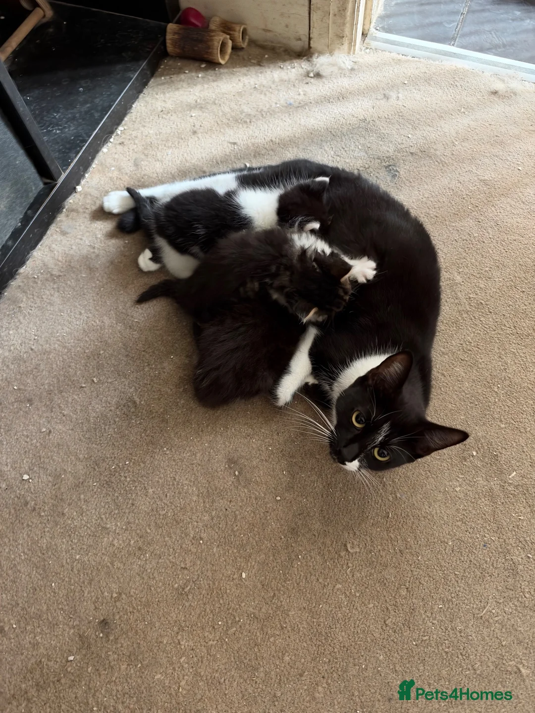 Mixed Breed cats for sale: 3 fluffy kittens - Advert 6