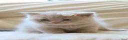 British Shorthair cats for sale: British Shorthair Blue Kitten Reg & Licensed - Advert 13