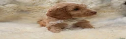 Cockapoo dogs for sale: FI CHAMPAGNE AND WHITE  MALE FROM 5* BREEDER - Advert 19