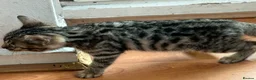 Bengal cats for sale: Pure bengal kittens - Advert 6