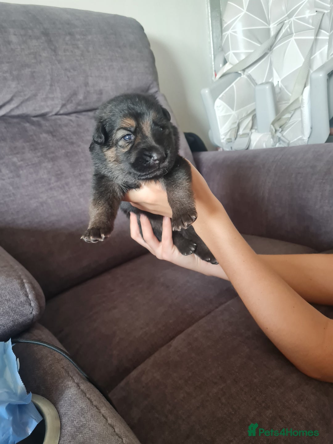 German Shepherd dogs for sale: German shepherd puppies  - Image 28