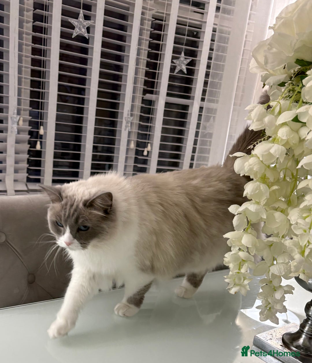 Ragdoll cats for sale: 2.5Yo Female Ragdoll  - Advert 4