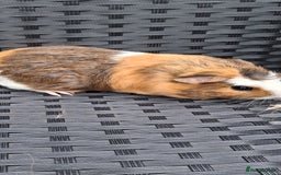 Guinea Pig rodents for sale: 2 baby girl guinea pigs and 3 boys  - Image 4