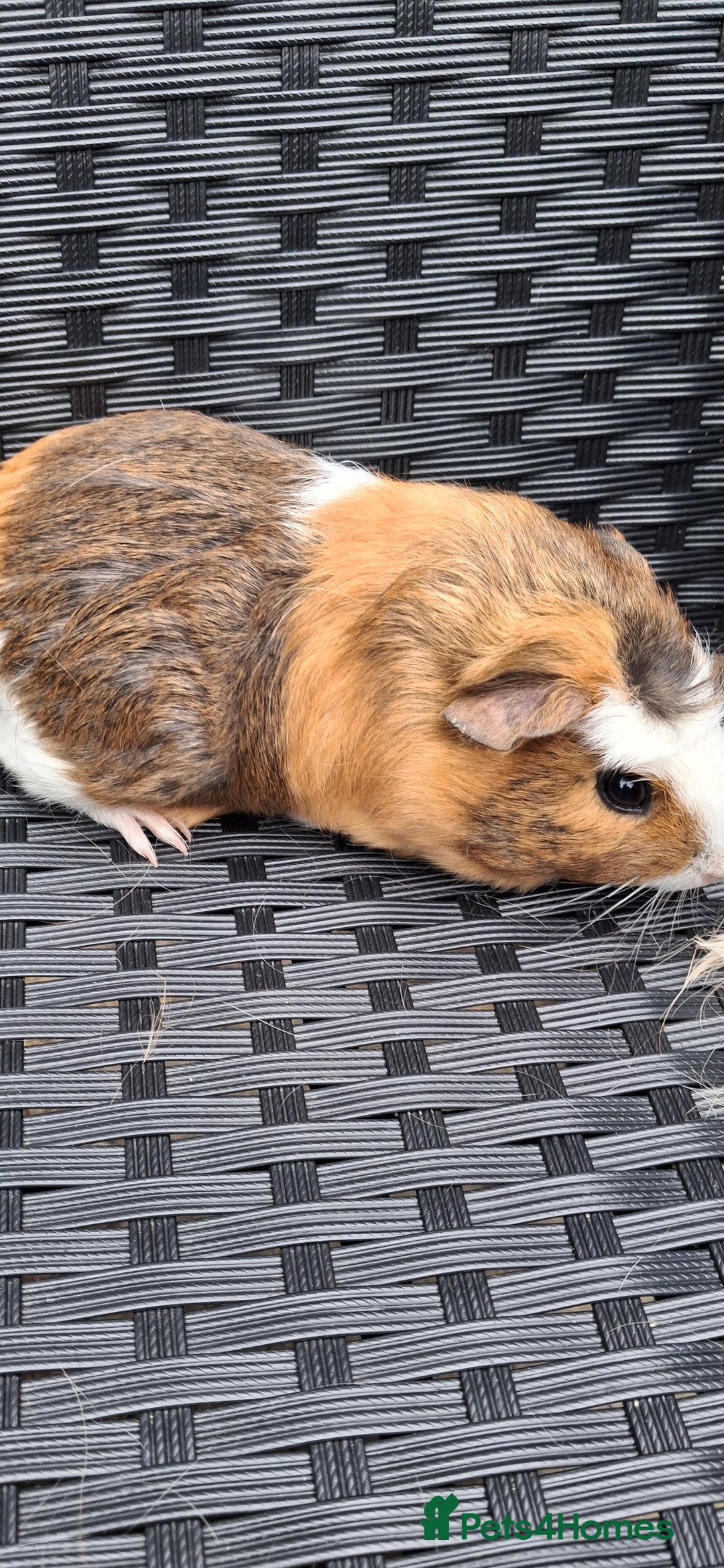 Guinea Pig rodents for sale: 2 baby girl guinea pigs and 3 boys  - Image 4