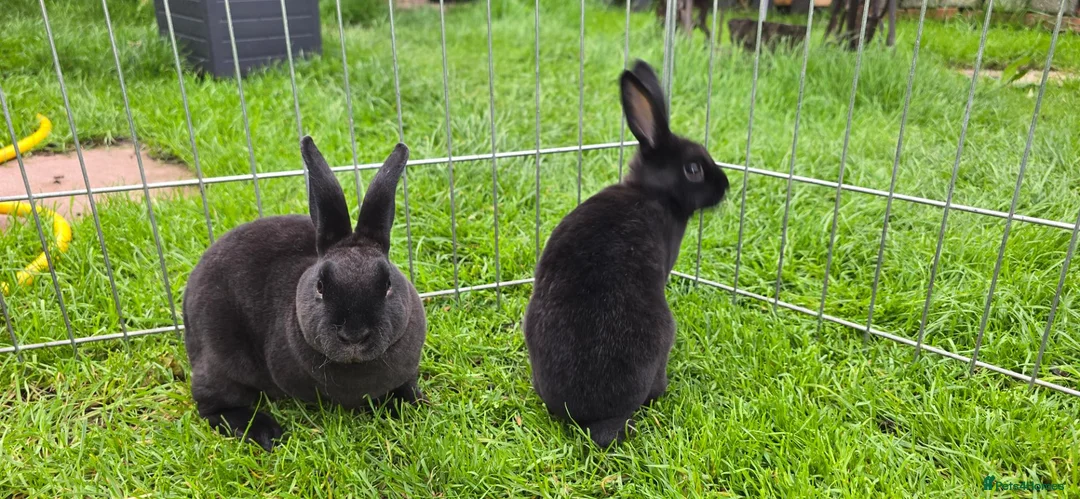 Rex rabbits for sale: 5 mini rex ready to leave now! - Advert 5