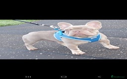 French Bulldog dogs for sale: Micro isabella french bulldog  - Image 1