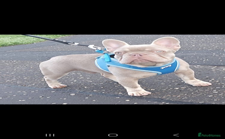 French Bulldog dogs - Advert 7