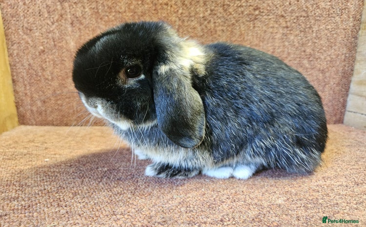 Mini Lop rabbits - Advert 14