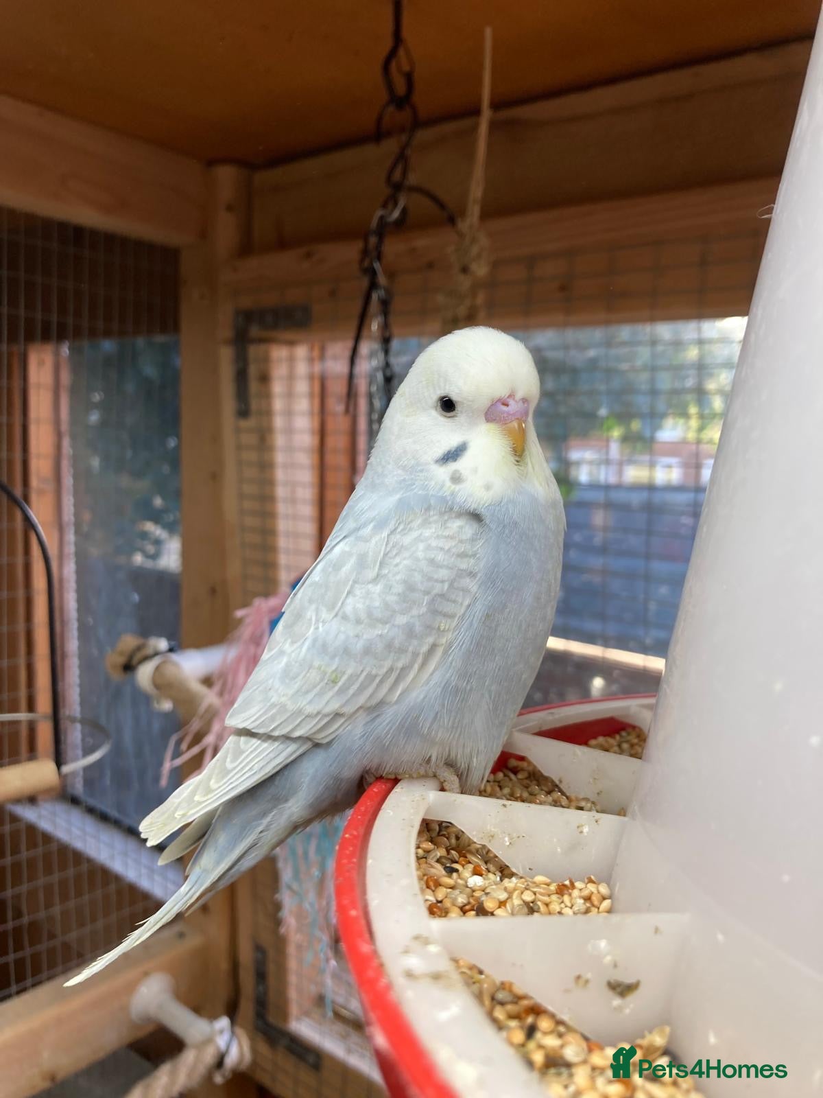 Budgerigars birds for sale: Baby budgies  - Advert 1