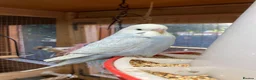 Budgerigars birds for sale: Baby budgies  - Advert 7