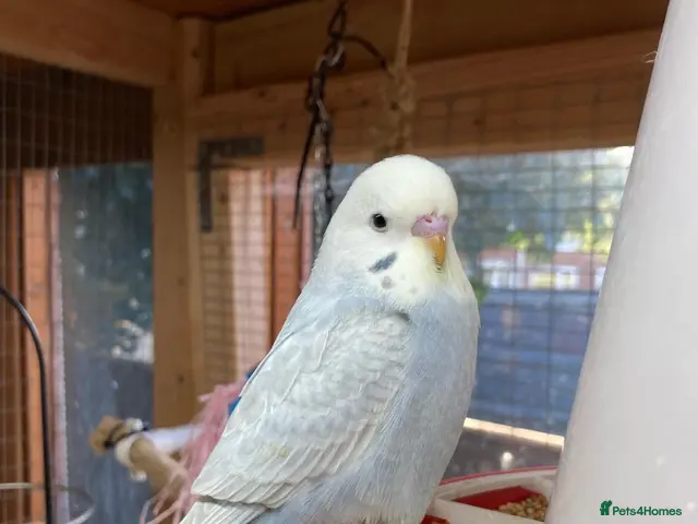 Budgerigars birds for sale: Baby budgies - Advert 1
