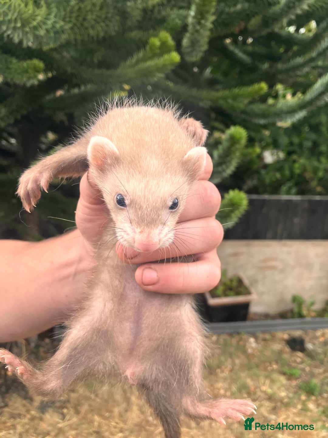 Ferret rodents for sale: 5 working stock ferret kits ready to go - Image 2