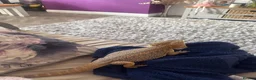 Bearded Dragon reptiles for sale: Bearded dragon + full vivarium setup + storage in Worthing - Advert 2