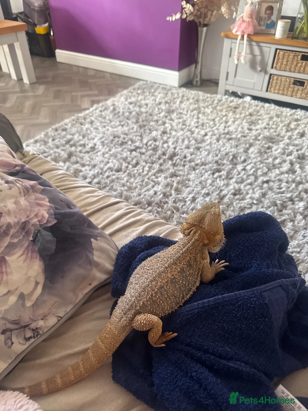 Bearded Dragon reptiles for sale: Bearded dragon + full vivarium setup + storage in Worthing - Advert 2