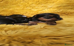 Yorkshire Terrier dogs for sale: Yorkshire Terrier puppies - Image 8