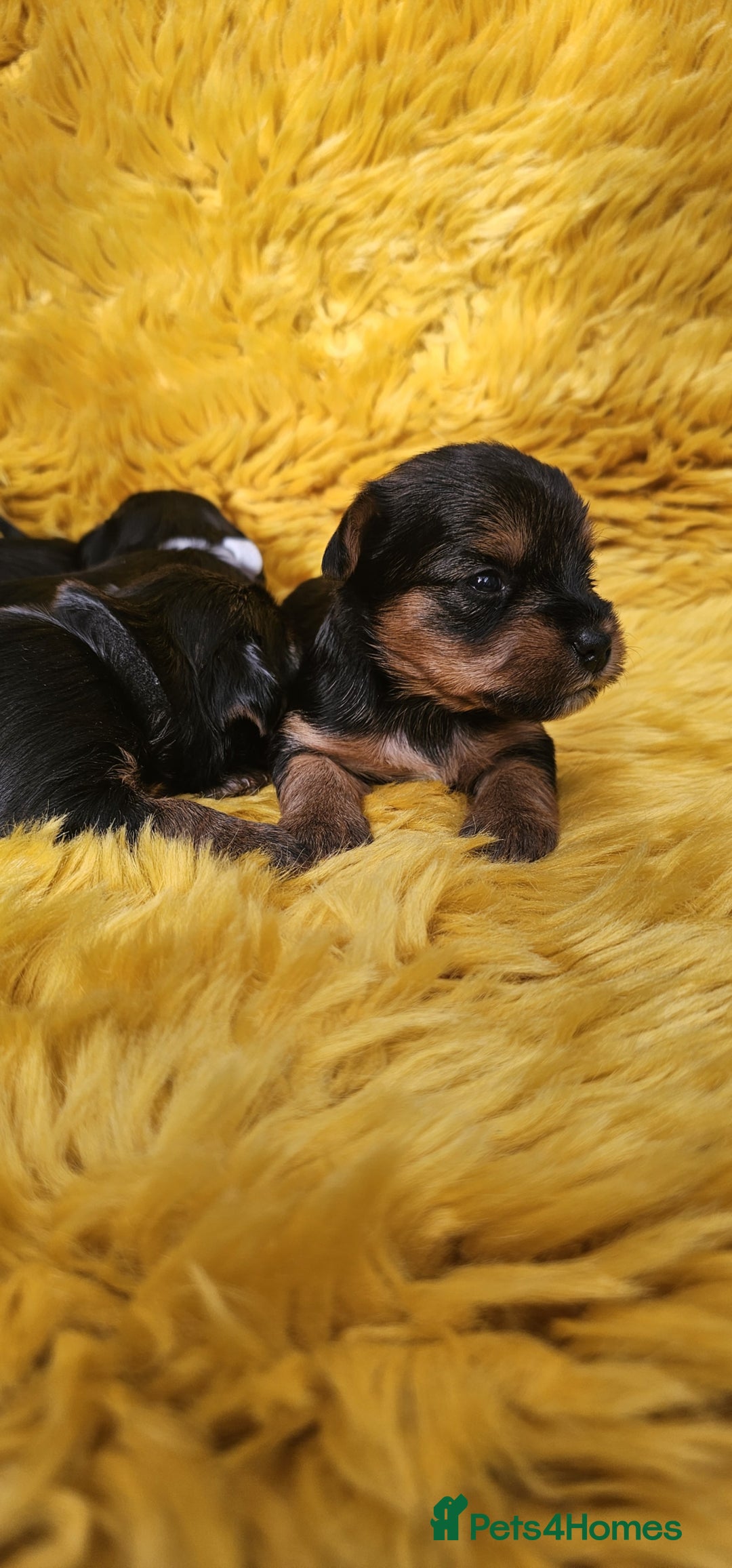 Yorkshire Terrier dogs for sale: Yorkshire Terrier puppies - Image 8