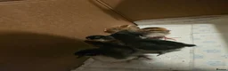 Mixed Breed birds for sale: 2 week old chicks  in Ferryhill - Advert 2