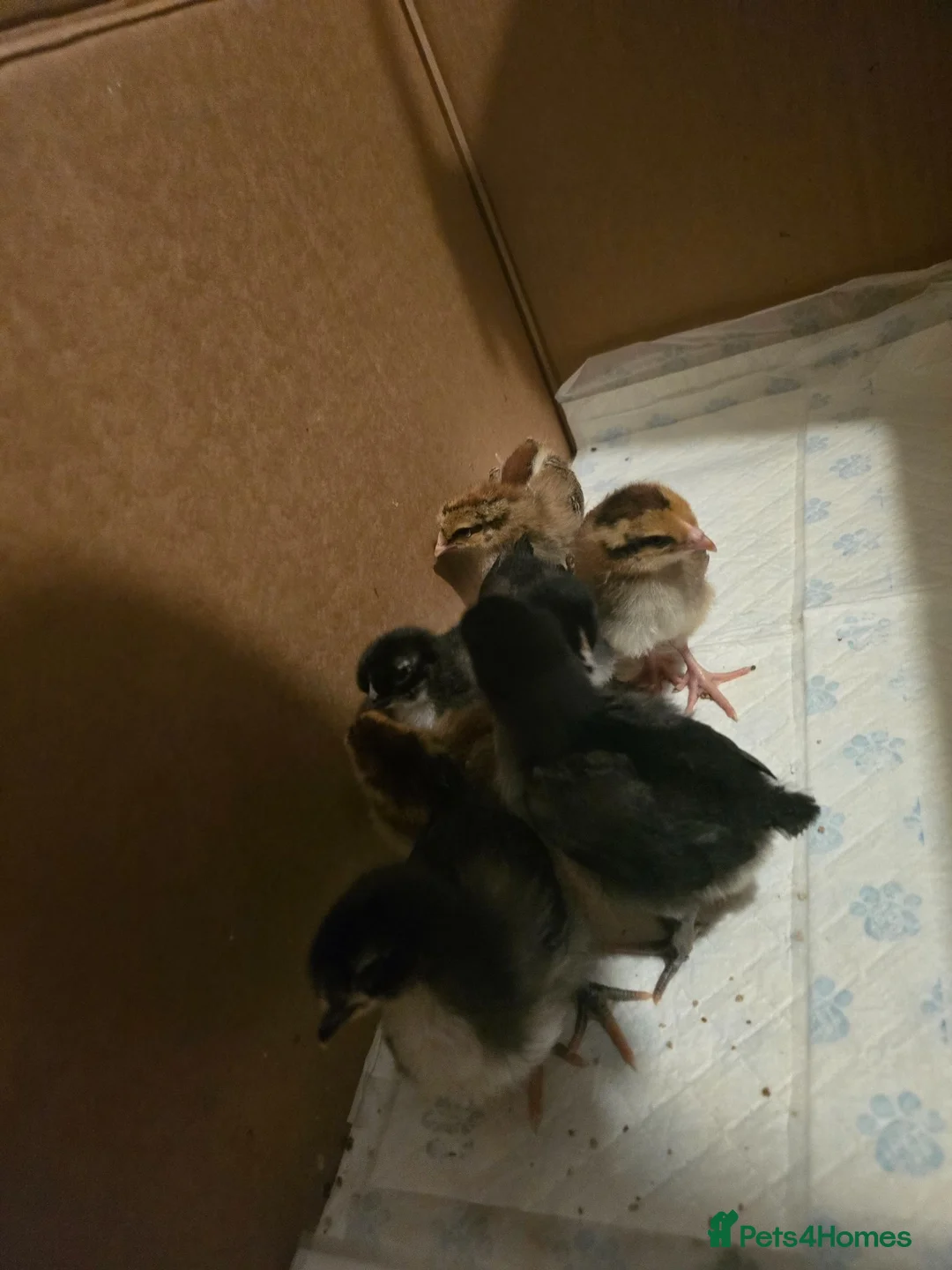 Mixed Breed birds for sale: 2 week old chicks  in Ferryhill - Advert 2