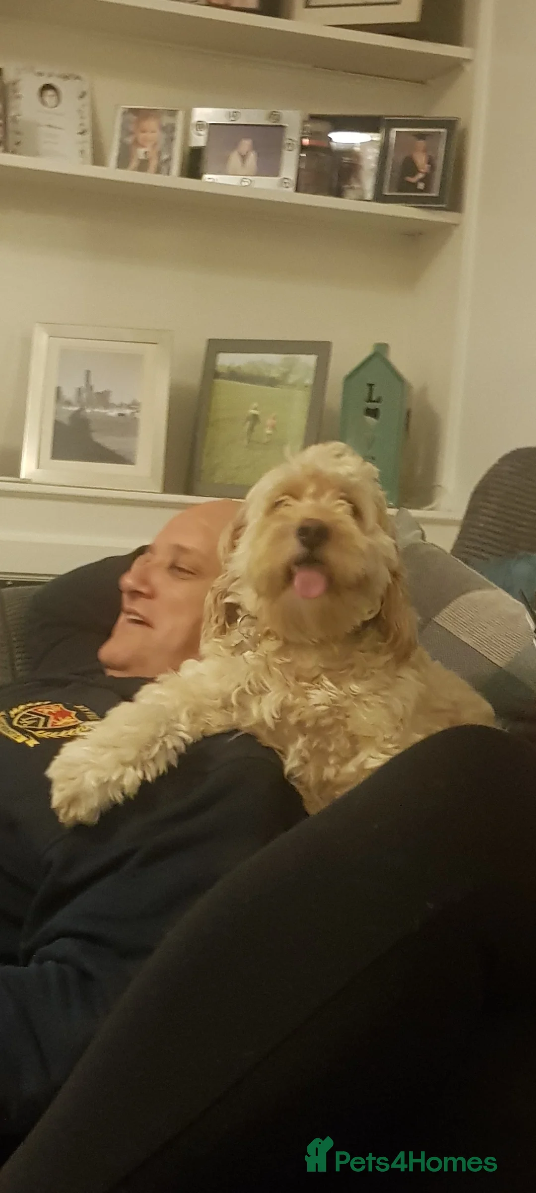 Cavapoo dogs for sale: Ziggy - Advert 11