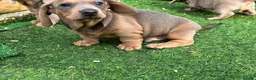 Dachshund dogs for sale: 4 beautiful Isabella and tan puppy’s  - Advert 24