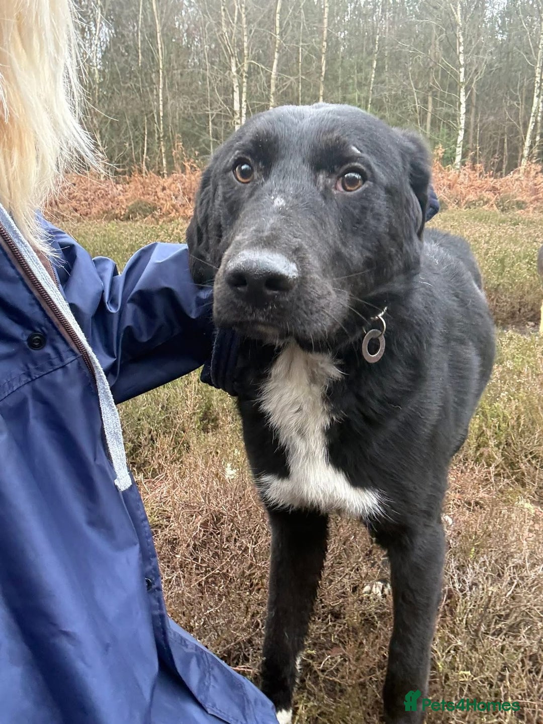 Mixed Breed dogs for adoption: Sisco - Norwich Norfolk  - Advert 14