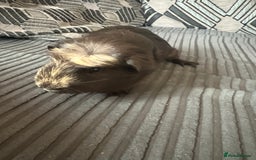 Guinea Pig rodents for sale: 2 male guinea pigs  - Image 1