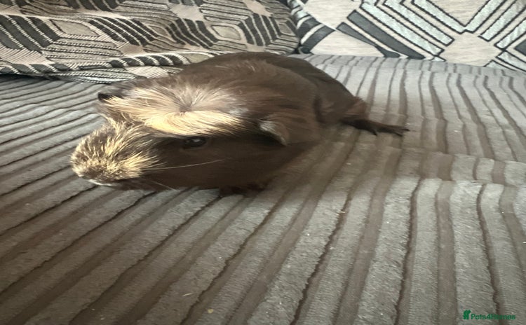 Guinea Pig rodents - Advert 2