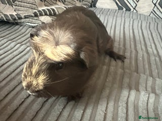 Guinea Pig rodents - Advert 20