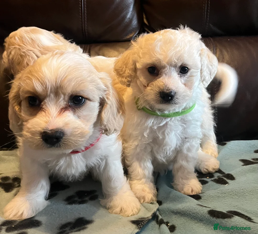 Cavachon dogs for sale: Cute Cavachon x bichon Frise puppies  - Advert 9