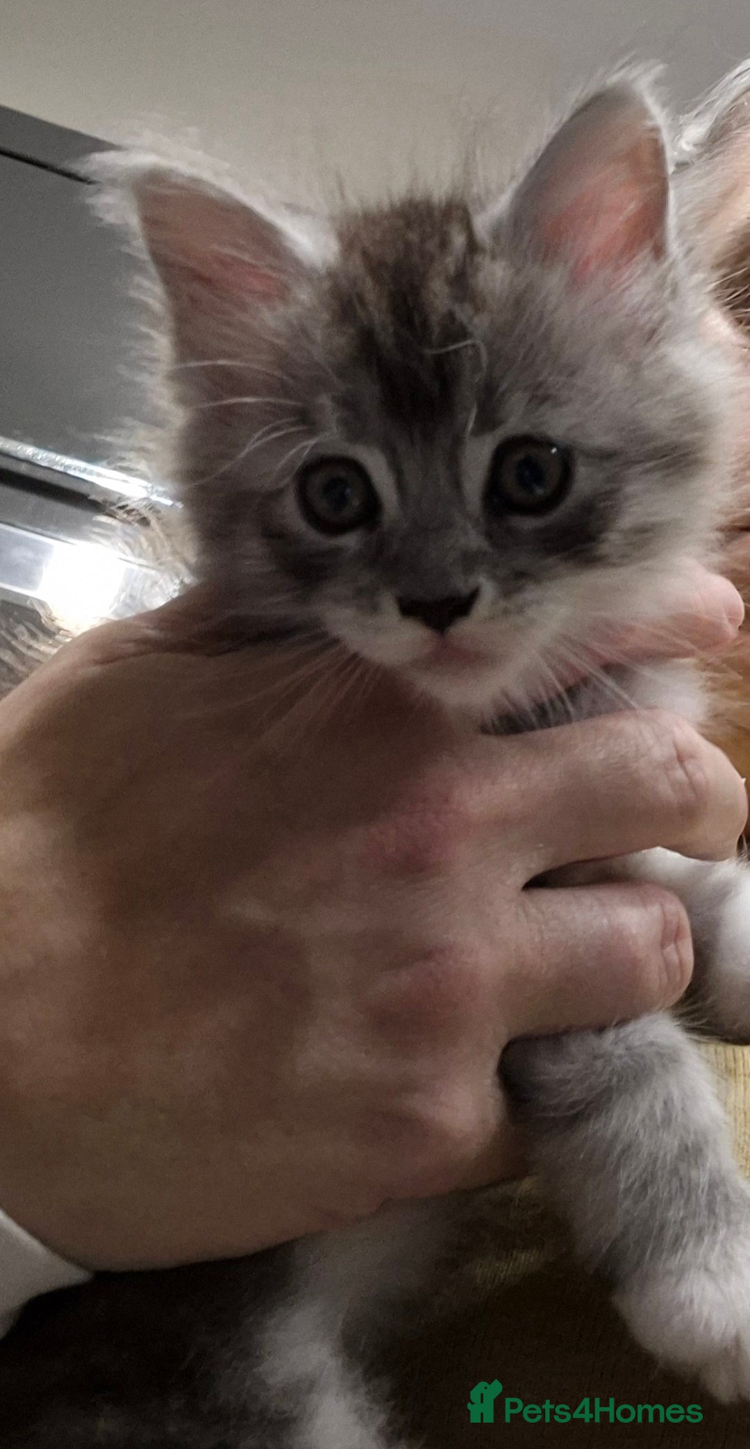 Maine Coon cats for sale: GCCF Registered Maine Coon Kittens Ready to go - Advert 3