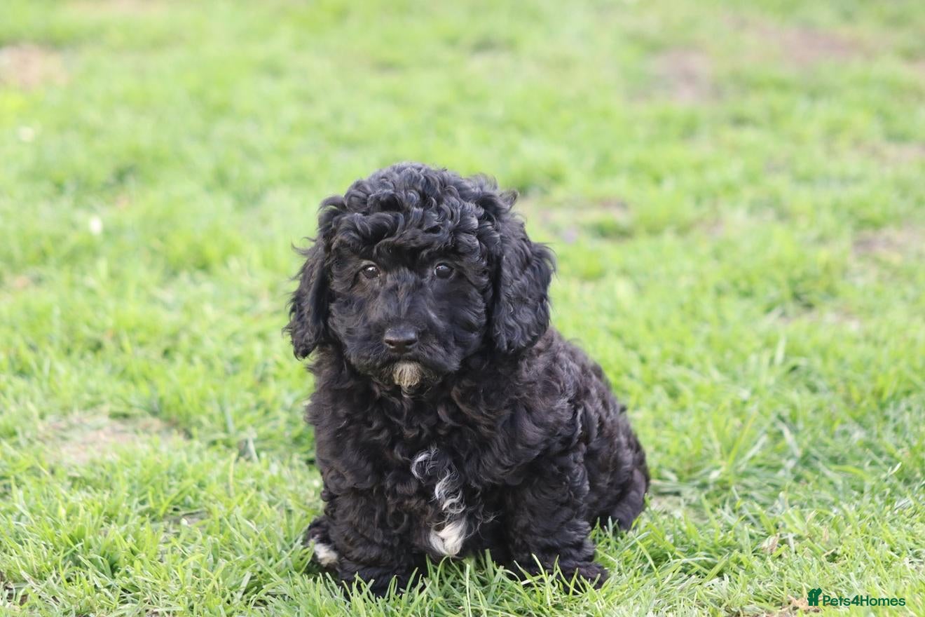 Cavapoochon dogs for sale: Beautiful Cavapoochon puppies for sale - Advert 1