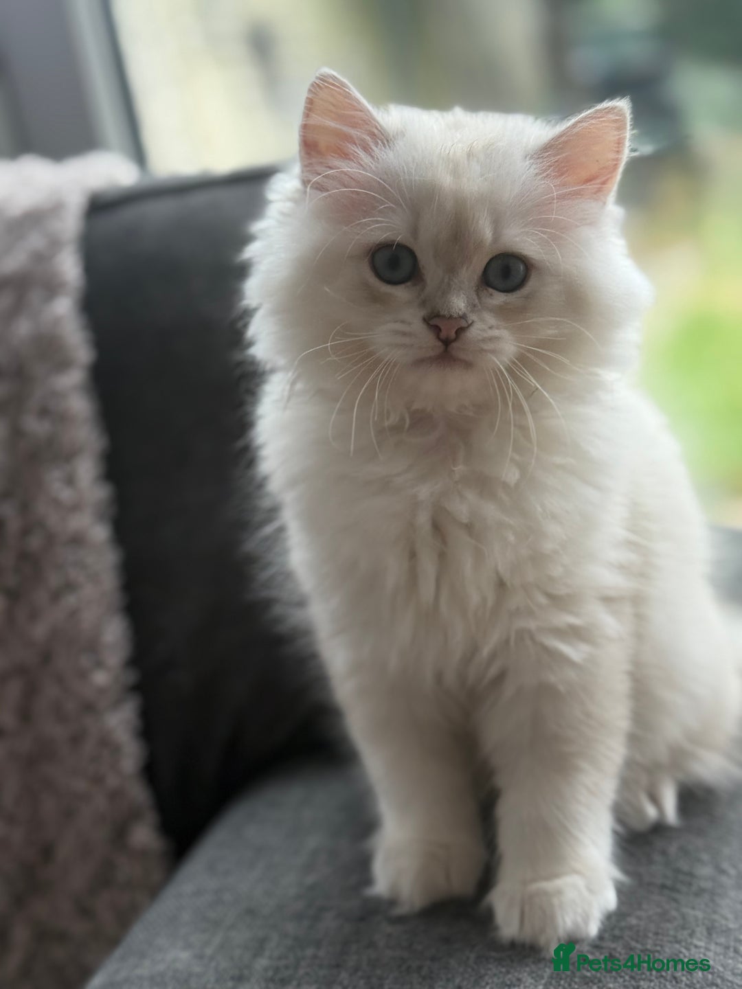 British Longhair cats for sale: Boy white gold and silver 😍 - Image 2