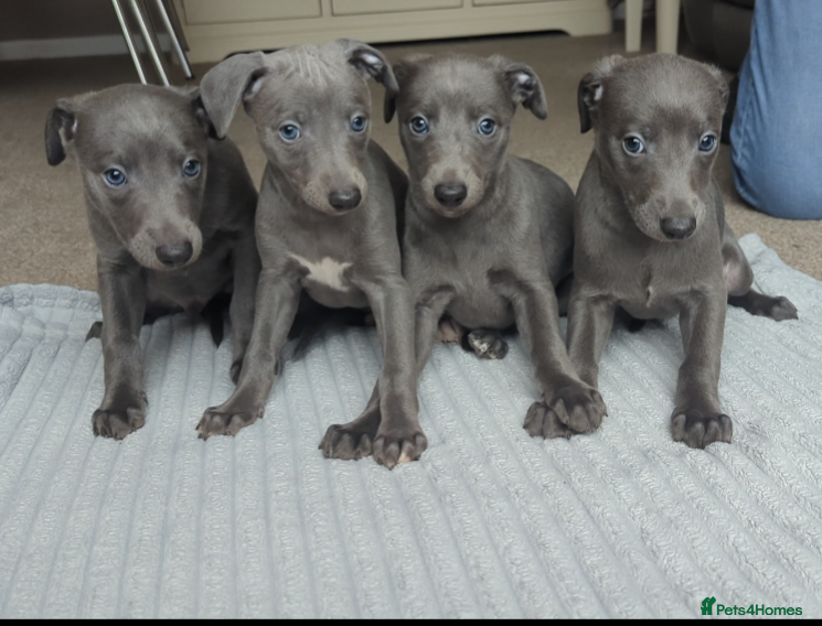 Whippet dogs Blue whippets - Advert 2