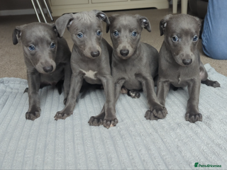 Whippet dogs Blue whippets - Advert 16