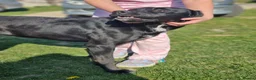 Pointer dogs for adoption: Donna – Beautiful English Pointer Cross - Advert 7