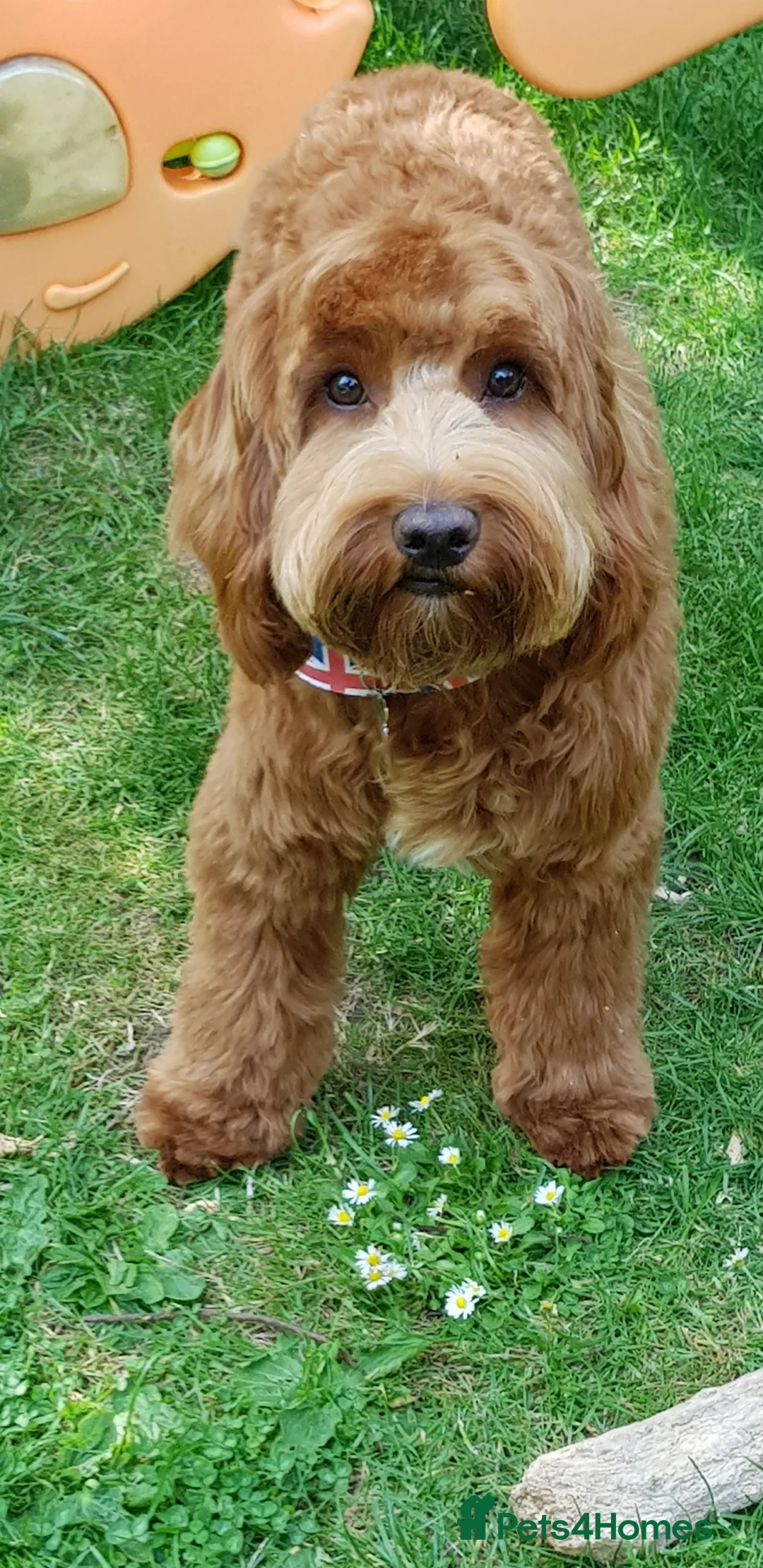 Cockapoo dogs for stud: Red/Tan F1 Cockapoo for Stud only. in London - Advert 2