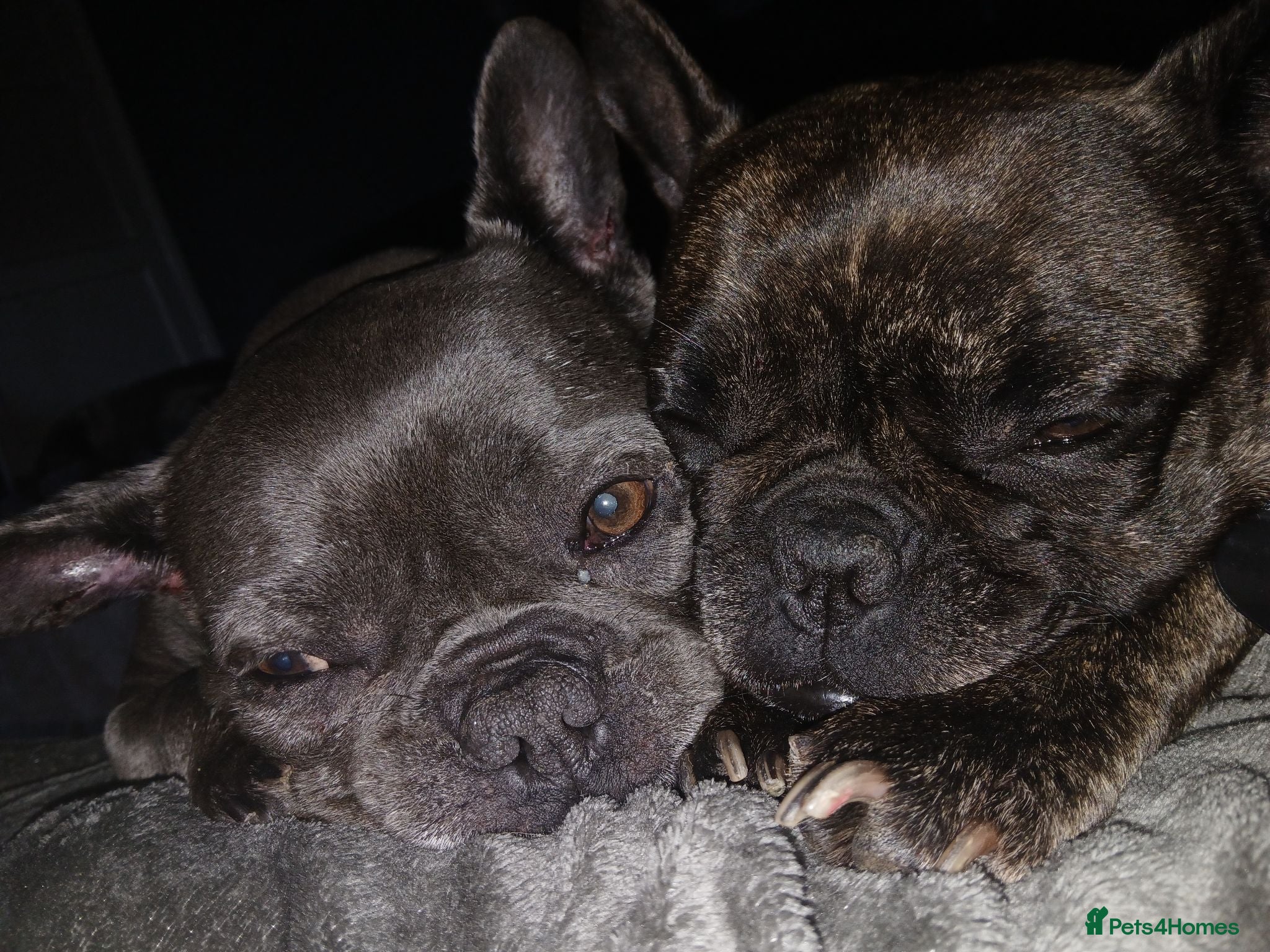 French Bulldog dogs Pollyanna brindle  - Advert 17
